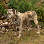 Presa Canario - Quadryga Dolina Rosy