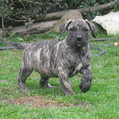 Szczeniaki Presa Canario