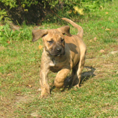 Szczeniaki Presa Canario