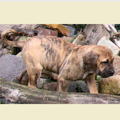 Szczeniaki Presa Canario