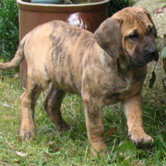 Szczeniaki Presa Canario