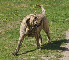 Szczeniaki Dogo Canario