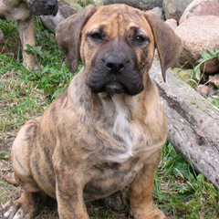 Szczeniaki Presa Canario