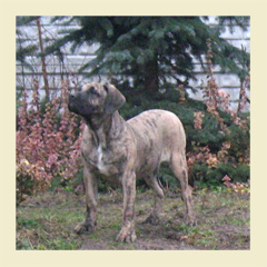 Szczeniaki Presa Canario