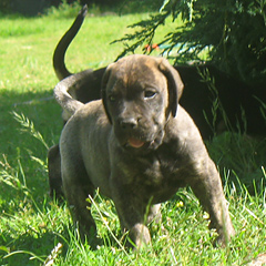 Szczeniaki Presa Canario po Klea z Doliny Rosy i  Ch. KING SIZE de Presa Awangarda