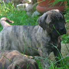 Szczeniaki Presa Canario po Klea z Doliny Rosy i  Ch. KING SIZE de Presa Awangarda