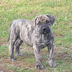 Szczeniaki Presa Canario po: Ojciec LEE DE LOS GUANCHOS, matka KLEA Dolina Rosy