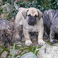 Szczeniaki Presa Canario po: Ojciec LEE DE LOS GUANCHOS, matka KLEA Dolina Rosy