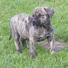 Szczeniaki Presa Canario po: Ojciec LEE DE LOS GUANCHOS, matka KLEA Dolina Rosy