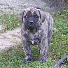 Szczeniaki Presa Canario po: Ojciec LEE DE LOS GUANCHOS, matka KLEA Dolina Rosy