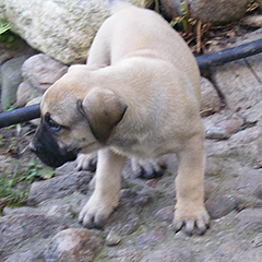 Szczeniaki Presa Canario po: Ojciec LEE DE LOS GUANCHOS, matka KLEA Dolina Rosy