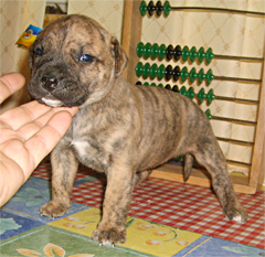 Szczeniaki Dogo Canario, Presa Canario