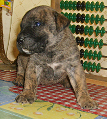 Szczeniaki Dogo Canario, Presa Canario