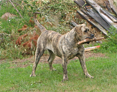 Szczeniaki Dogo Canario