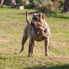 Szczeniaki Dogo Canario