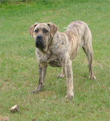 Szczeniaki Dogo Canario