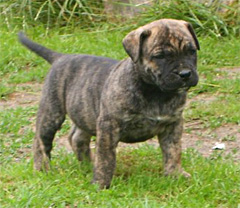 Szczeniaki Dogo Canario, Presa Canario