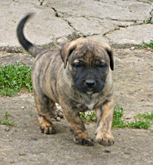 Szczeniaki Dogo Canario, Presa Canario