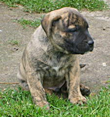 Szczeniaki Dogo Canario, Presa Canario