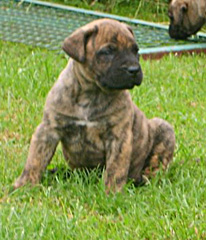 Szczeniaki Dogo Canario, Presa Canario