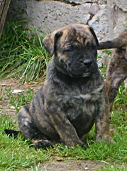 Szczeniaki Dogo Canario, Presa Canario