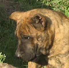 Szczeniaki Dogo Canario, Presa Canario