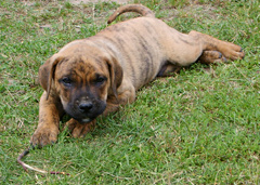 Szczeniaki Dogo Canario, Presa Canario