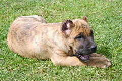 Szczeniaki Dogo Canario, Presa Canario