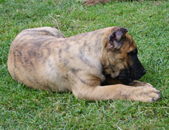 Szczeniaki Dogo Canario, Presa Canario