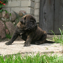 Szczeniak rasy  Dogo Canario, Hodowla Dolina Rosy