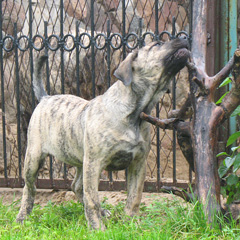 Szczeniak rasy  Dogo Canario, Hodowla Dolina Rosy