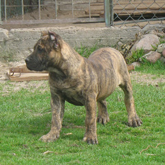 Szczeniak rasy  Dogo Canario, Hodowla Dolina Rosy