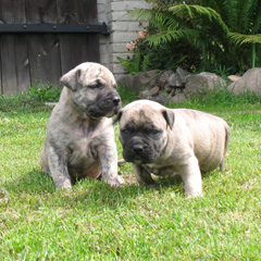 Szczeniak rasy  Dogo Canario, Hodowla Dolina Rosy