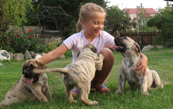 Szczeniak rasy  Dogo Canario, Hodowla Dolina Rosy