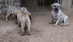 Szczeniak rasy  Dogo Canario, Hodowla Dolina Rosy