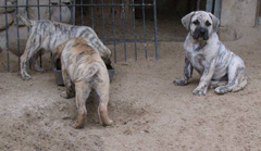 Szczeniak rasy  Dogo Canario, Hodowla Dolina Rosy