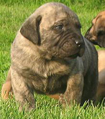 Szczeniak Presa Canario