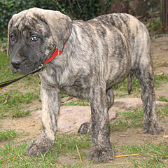 Szczeniak Presa Canario