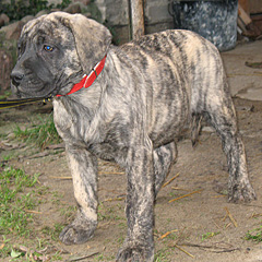 Szczeniak Presa Canario