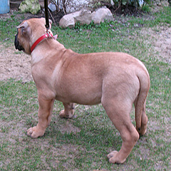 Szczeniak Presa Canario