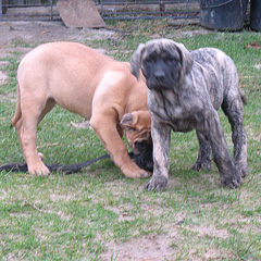 Szczeniak Presa Canario