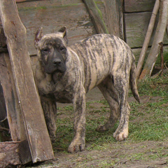 Szczeniak Presa Canario