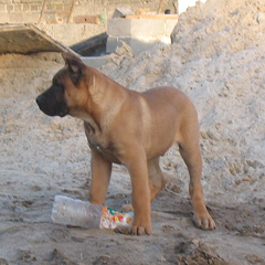 Szczeniak Presa Canario