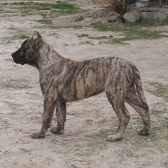 Szczeniak Presa Canario