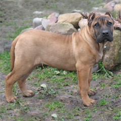 Szczeniak Presa Canario