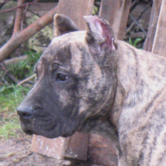 Szczeniak Presa Canario