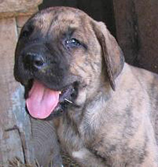 Szczeniak Presa Canario