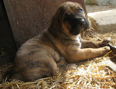 Szczeniak Presa Canario