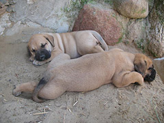 Szczeniak Presa Canario