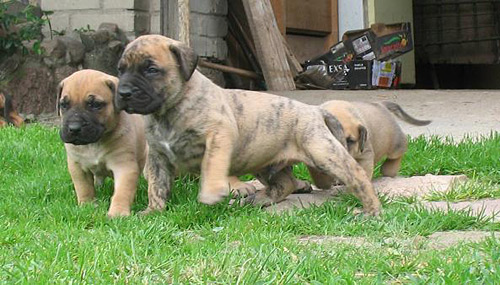 szczeniaki Dogo Canario po Klea Dolina Rosy i  Sejtan Medok